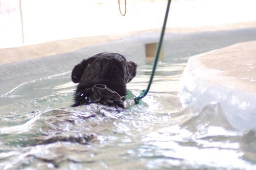 piscina_perro
